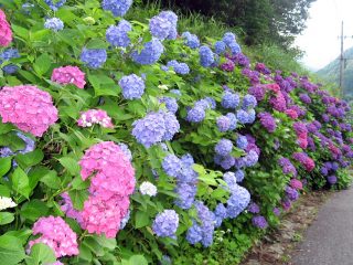 How to grow hydrangea in Siberia