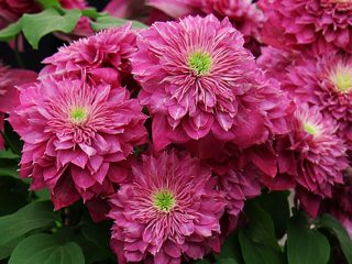 Clematis Kaiser