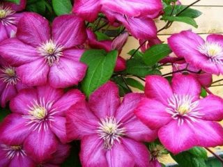 Clematis Ville De Lyon