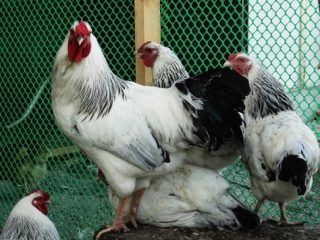 Ayam Pervomaiskie: ulasan, foto, keburukan