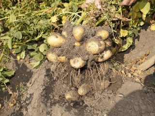 Potato Tuleyevsky