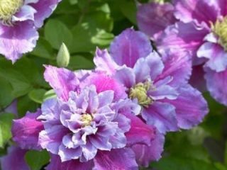 Clematis Piilu: زراعة ورعاية
