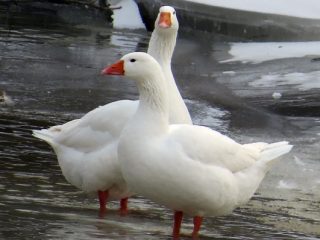 Governor breed geese