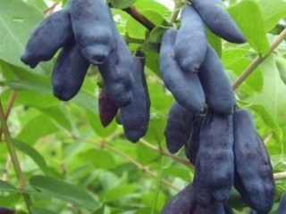 زهر العسل فخر بكار