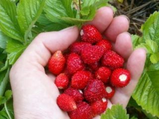 Strawberry Ruyan