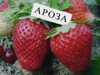 Jahodová Arosa