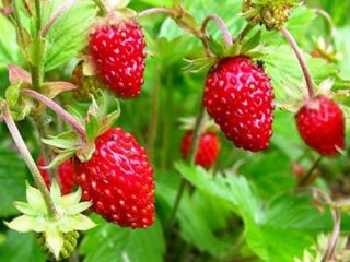 Strawberry Rügen