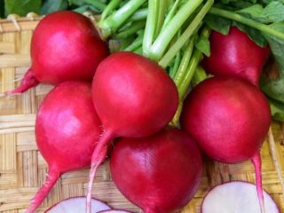 Rábano Duro Krasnodar