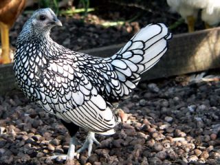 raza de pollo gallo