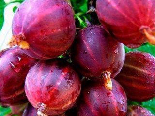 عنب الثعلب كولوبوك