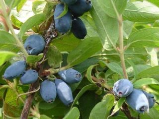 Honeysuckle Bluebird