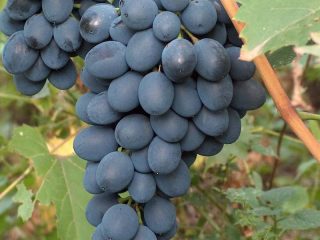 Variedades de uva negra por orden alfabético