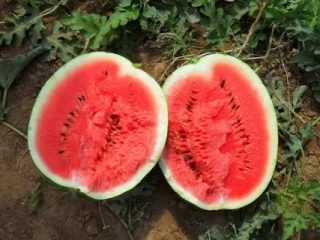 Watermelon AU Producent PVP