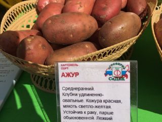 Potato Openwork