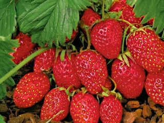 Strawberry Baron Solemacher