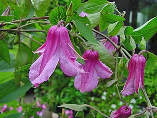 Clematis az Urálhoz: fajták + fotók, termesztés