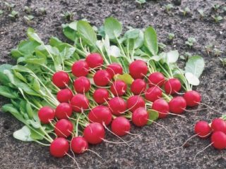 Radish Celeste F1