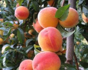 How to graft an apricot: 6 popular methods