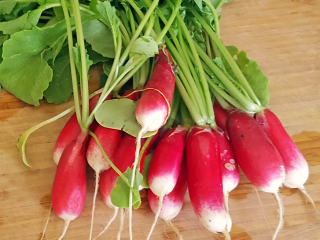Radishes French Breakfast
