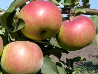 Apple tree Rozhdestvenskoe