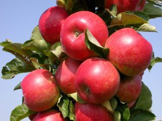 Columnar apple tree Currency: characteristics, planting and care