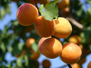 Apricot Ulyanikha