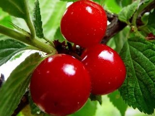 Felt cherry Natalie