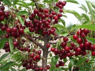 Cherry Turgenevskaya (Turgenevka)