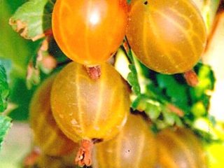 عنب الثعلب الروسي الأصفر