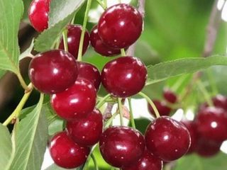 Cherry Ural Ruby