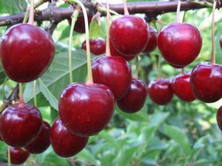 Cherry Volochaevka
