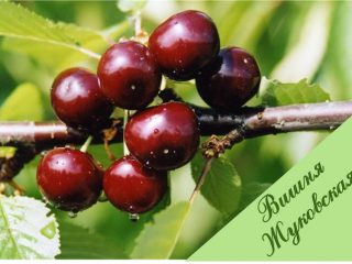 Cherry Zhukovskaya