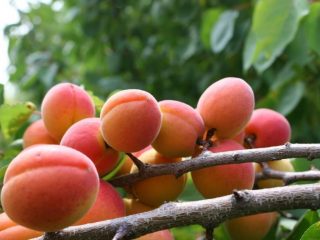 Apricot Saratov Ruby