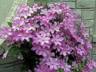 Clematis Comtesse De Boucho