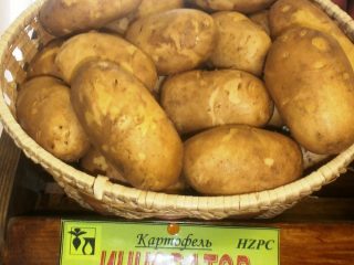 Potato Innovator: characteristics, planting and care