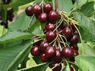 اجتماع الكرز