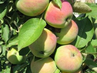 President columnar apple tree: characteristics, planting and care