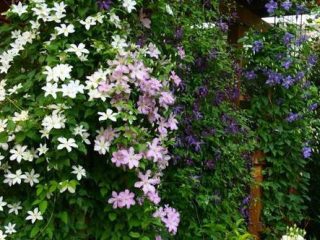 Clematis Hegley Hybrid