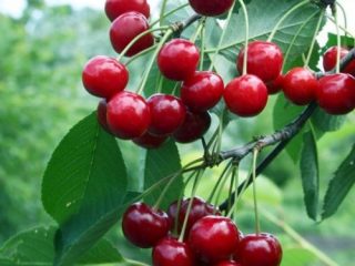 Cherry Malinovka