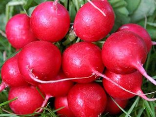 Radish Dabel F1