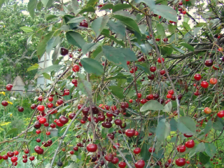 Cherry Vladimirskaya
