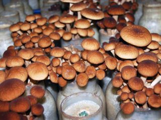 كيفية زراعة فطر العسل في البلاد