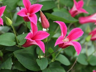 Clematis Princess Diana