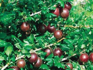 Gooseberry Krasnoslavyansky