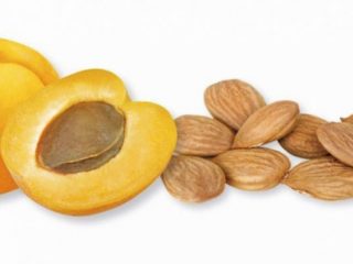 Apricot kernels: benefits and harm to the body
