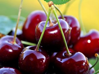 Cherry Vocation