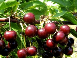 تماريس الكرز