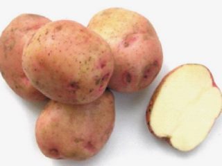 Potatoes Ermak