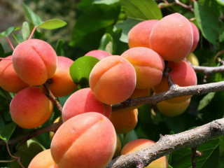 Apricot Aquarius