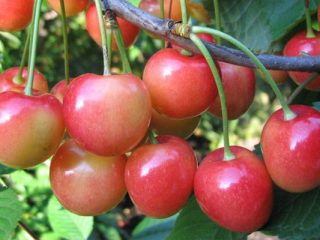 Cherry Northern